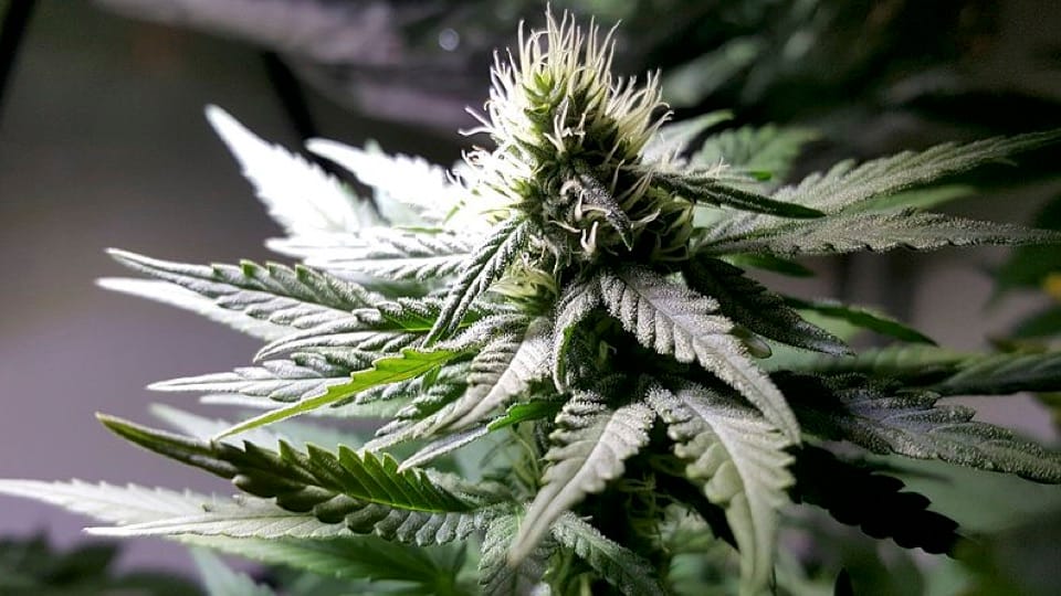 CBD